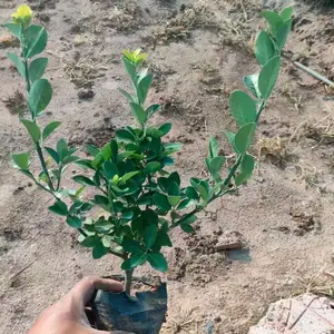 ��ì ԰���̻�С�� ���� ������ ì���� ë�� ���鳣��