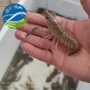 �»��������������С��Ϻ����-����Ϻ������-С��Ϻ���繩Ӧ