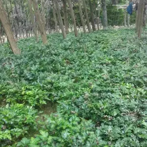供应黄连种苗黄连种苗鸡爪连黄连苗