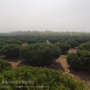 ������ ��ֲ���� ��������ľ���� ˧�����ͷ�������