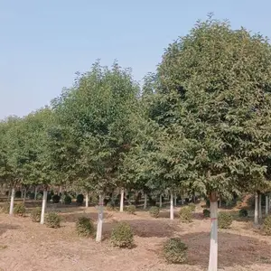 供应陕西优质大叶女贞 高杆大叶女贞 基地批发
