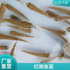 鲚鱼苗产地直发 成活*** 生长速度快 空运全国