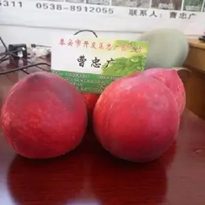 ��ѩ����۸���������������6�³�������Ʒ��