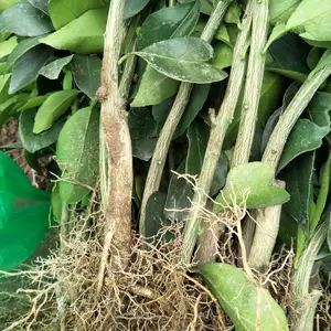 �������� ���� 091�޺��ָ� ����ֱ��