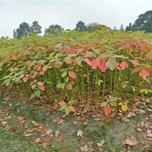 ��Ӧ�ؾ�0.6������ľС�� 60���ָ���ľ�� ��ľС��