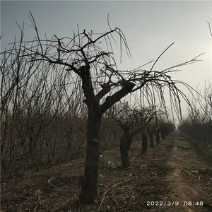 ����Ե ����̻��Գ��ڻ����ӷ��ܱ���ë �辰��֦÷