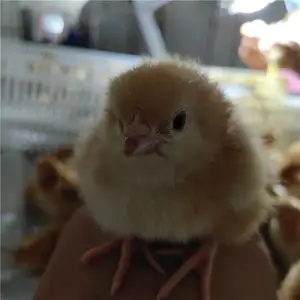 ������������۸������������ë������