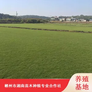 冷季型马尼拉草皮_运动场草皮_遵义草皮种植基地