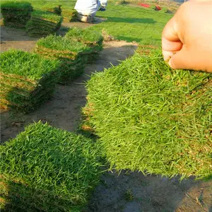 中华结缕草基地位置 台湾青草皮 草皮