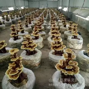 ������֥������ ԭ�� ������ �߲�֥���� ��֥��ֲ���� ������֥���� ����֥�۸�