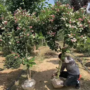 耐寒开花植物独杆五彩锦带树 矿区绿化抗污染观赏植树种