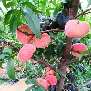 ��Ʒ��ë����� ë�������Ʒ�� ��Ӧ��������ֲ ��ũ��ľ