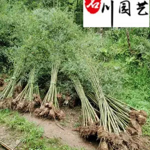 成都基地批发供应毛竹 毛竹工程绿化苗批发 庭院园林观赏竹 量大价优