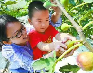 和道源采摘无花果