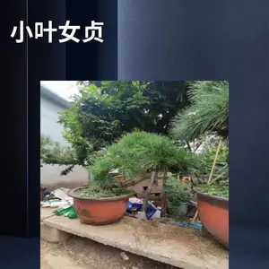 小叶女贞桩 造型树 地径12-20-30公分 园林绿化苗木 帅阳苗木