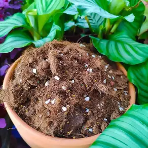 ��� 50LӪ��������԰���̻���������ֲ����԰����̿�����Բ�̿��