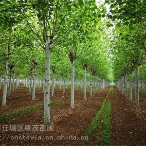 18公分法桐三年帽价格,18公分带帽法桐树产地报价