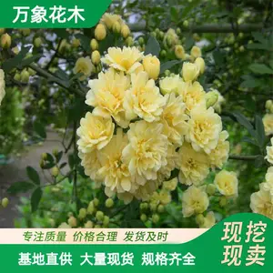 ���Գ��� ��ľ�㻨 �ȼ��̻� ԰�ֱ���ǽ�崹ֱ ͥԺ�쾰