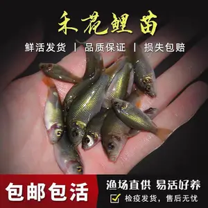 �̻��������������㵭ˮ��ֳ�������㵾��̻�������������