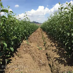�츻ƻ�������ۺ���� ˧����ľ ��Ӧ��ֲ���� ƻ������������