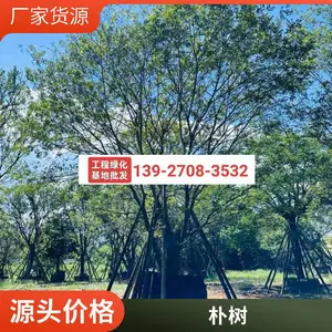 ֦��Ҷï 60-90�������Դ������� ������·�̻�������ֲ��