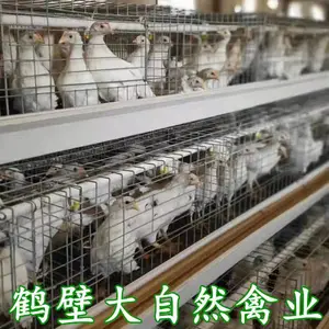 �����Ҽ��磬���꼦�����ɼ������¼������군���磬����ת��***