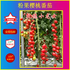 乾德小龙女、农业部登记品种、粉果樱桃番茄种子