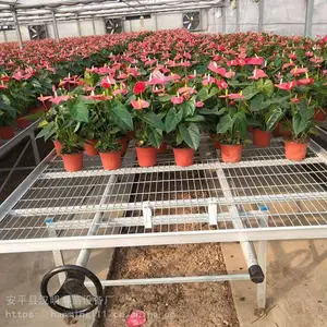 简单介绍温室移动苗床的操作原理-汉明欢迎咨询选购