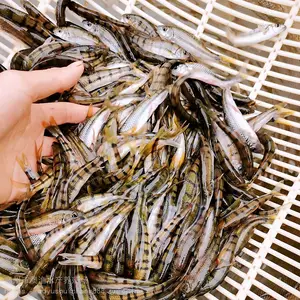 高销量活体溪水石斑鱼苗 高产高销 包邮包活 全国可售