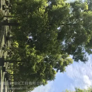 ��ǧ�����أ��ɶ�����Ķ��ɭ��԰�ֱ�����