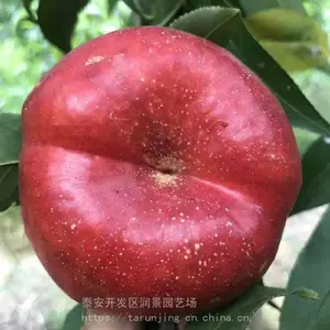 ��԰�ճ����۴�����������2�š�����4��������С��