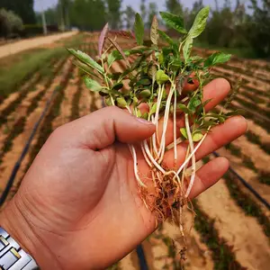 皱皮木瓜苗价格 皱皮木瓜小水苗价格 产地直供