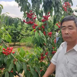 泰安吉塞拉组培苗多少钱