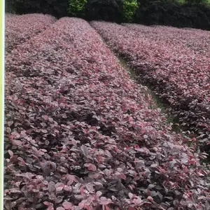 红花继木 红继木杯苗产地 成都红继木基地 四川红继木工程苗供应