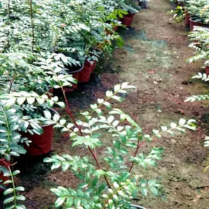 供应优质清香木苗 庭院小区公园绿化清香木 室内盆栽阳台造景 成都郫县清香木产地