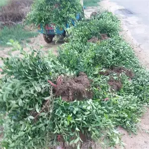 ���շ����ٻ��� ���۴�Ҷ�����ٺ�СҶ������ ����