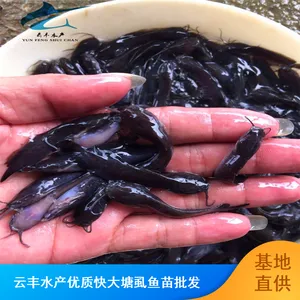 �Ͻ��������� ��������������ֳ���� ������������