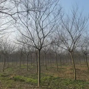 朴树10公分 朴树12公分 朴树价格表更新