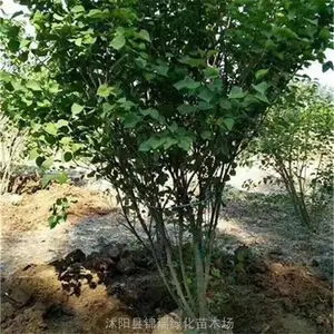 ���۶��㣨�޽��磩�˸�1.2�� ����0.3��0.4��0.5��0.6��