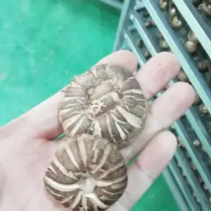 �ȱ�С���㹽��ɻ����ʲ�Ʒ �������㹽��ɻ�