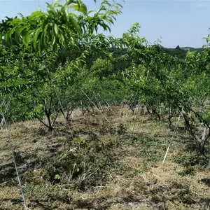 巫溪青脆李子树苗,巫溪青脆李子树苗修剪注意