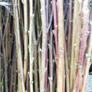 �ƽ���4��������Ʒ��***����19���������������