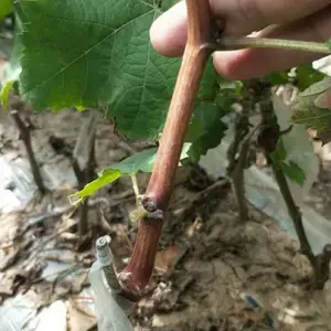 河南阳光玫瑰葡萄苗脱毒阳光玫瑰葡萄苗中晚熟葡萄品种南北均可种植两年嫁接苗