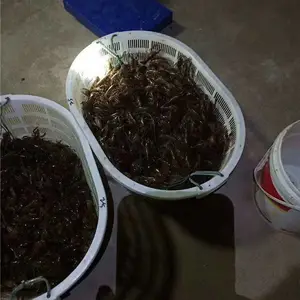 遂宁小龙虾批发市场价格全国包邮-小龙虾批发8一10元一斤-小龙虾批发市场在哪里