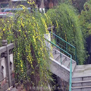 ����ӭ���� 20����֦ӭ������ �紺�ۻ�ֲ�� �����̻���Ӧ