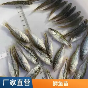 山东泰安本地鲤鱼苗鲟鱼鱼苗养殖场 耐运输 适应新水环境能力强