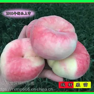 新品中蟠桃17号桃苗价格 1.5公分成苗多少钱?