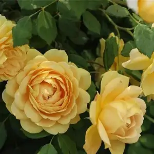 买树状月季花价格-天润月季-月季花价格