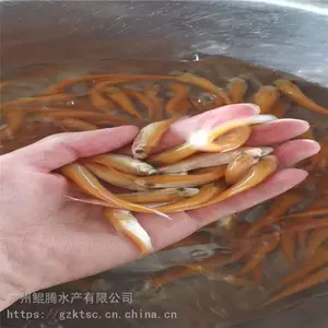 ����ˮ�� �����ͼƬ��ȫ ����˹�������ֳ���� ***