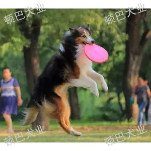 官渡区初级训犬师培训学费多少钱 *** 昆明顿巴犬业供应